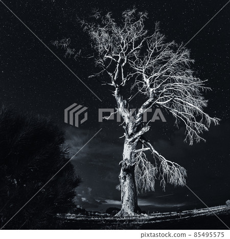 Dead tree under night stars on coast of Cirali, Antalya Province, Turkey 85495575