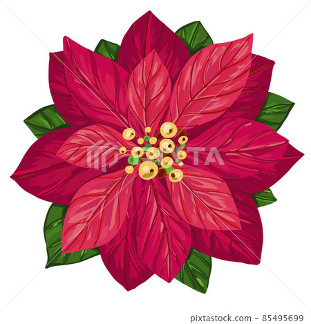 Poinsettia winter flower Poinsettia winter flower 85495699