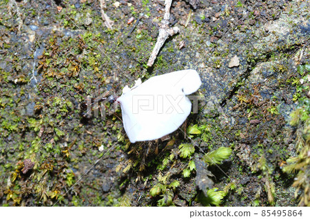 Ants carrying cherry blossom petals 85495864