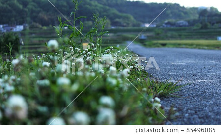 Looking at the white clover and the ridge road Looking at the white clover and the ridge road 85496085