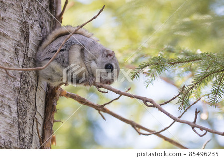 [Hokkaido] Ezomomonga 85496235