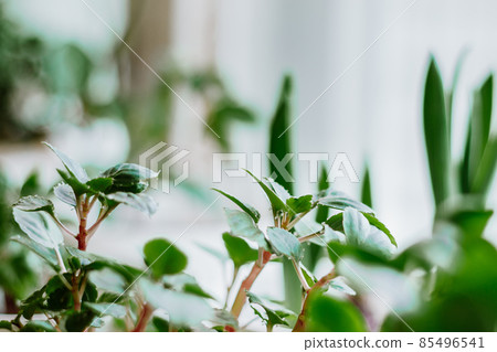 Home plants in pots. Gardening and sustainable living concept. Growing houseplants. Eco-friendly hobby. 85496541