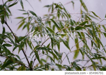 用雪蓋的竹葉 竹葉上的雪 85496791