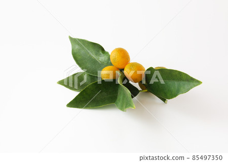 白色背景的金橘 85497350
