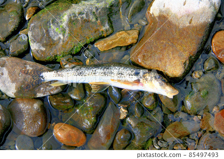 鎌倉一側 85497493