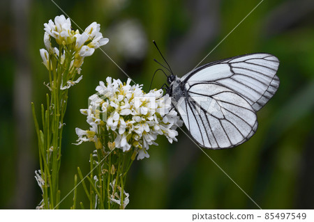 Black-veined white butterfly sucking honey (Koshimizu Town, Hokkaido) 85497549