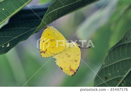 Eurema mate（沖繩縣石垣島） 85497576