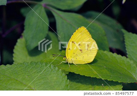 Eurema Yellow(沖繩縣石垣島) Eurema Yellow(沖繩縣石垣島) 85497577
