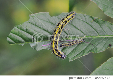 大白蝴蝶幼蟲（北海道鹿葵町） 85497578