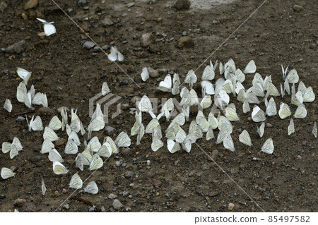 蝦夷黑毛白蝴蝶的集體吸水(北海道鹿追町) 蝦夷黑毛白蝴蝶的集體吸水(北海道鹿追町) 85497582