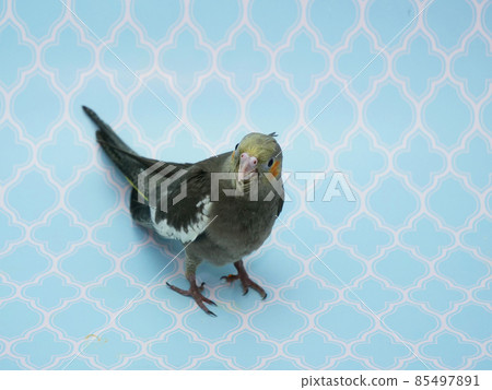 玄鳳鸚鵡 85497891