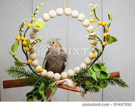 鸚鵡棲息在花圈上 鸚鵡棲息在花圈上 85497892