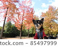 Autumn leaves and dogs 2 2021 85497999
