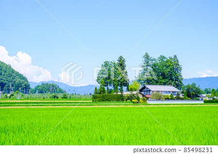 Country landscape in summer Country landscape in summer 85498231