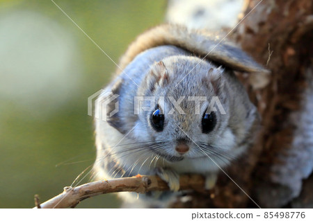 [Hokkaido] Ezomomonga 85498776