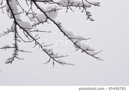 雪堆的樹枝 85498785