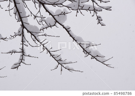 雪堆的樹枝 85498786