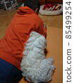 依偎在人身上的馬耳他犬 85499254