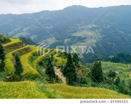 Beautiful terrace rice field with small houses in China Beautiful terrace rice field with small houses in China 85499383