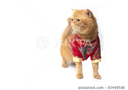 Studio shot of cute scottish fold cat wearing chinese new year. Studio shot of cute scottish fold cat wearing chinese new year. 85499586