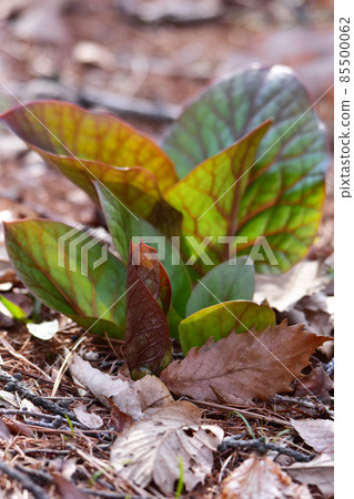 新鮮生長的心肌 85500062