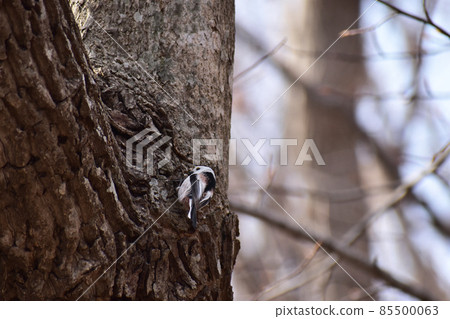Long-tailed tit sucking sap 85500063
