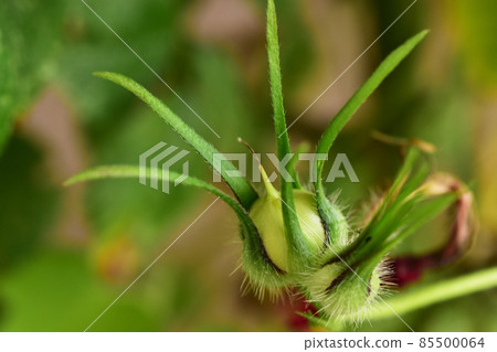 After the rose flower After the rose flower 85500064