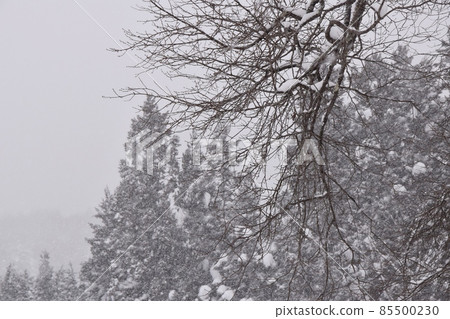 Trees covered with snow Trees covered with snow 85500230