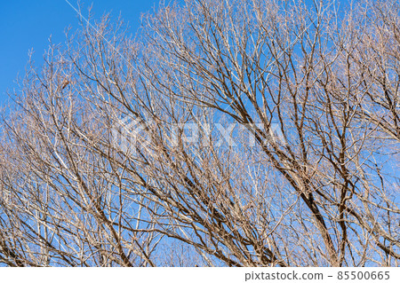 Nature image Nature image 85500665
