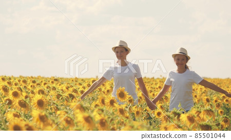 Teenage girls walk across the field with sunflowers and smile. Summer day walks in flower plantings. Childhood of farmers. Girlfriends together. Growing seeds for squeezing vegetable oil Teenage girls walk across the field with sunflowers and smile. Summer day walks in flower plantings. Childhood of farmers. Girlfriends together. Growing seeds for squeezing vegetable oil 85501044
