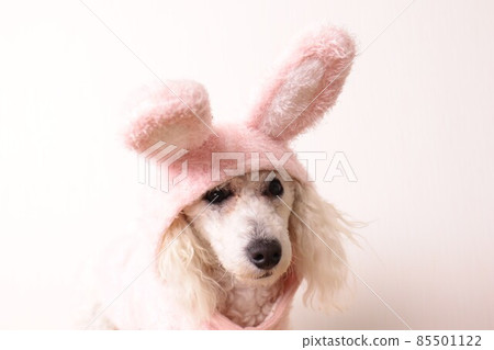 Are Poodles Good With Rabbits