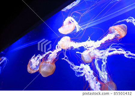 Sumida Aquarium 水母 Aquarium Pacific Sea Nettle 85501432