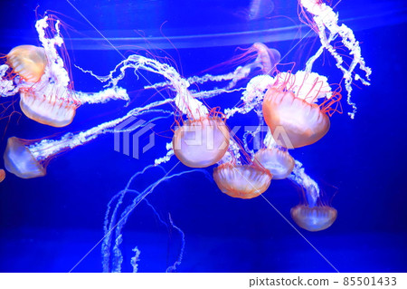 Sumida Aquarium 水母 Aquarium Pacific Sea Nettle Sumida Aquarium 水母 Aquarium Pacific Sea Nettle 85501433