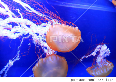 Sumida Aquarium 水母 Aquarium Pacific Sea Nettle 85501442