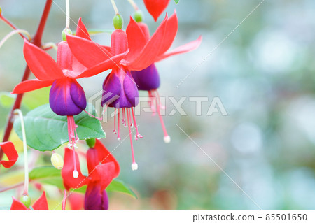 Close up of purple Fuchsia flowers Close up of purple Fuchsia flowers 85501650