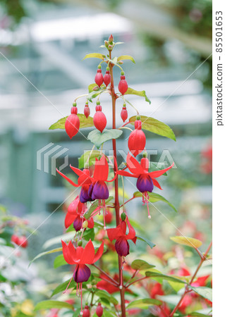 Close up of purple Fuchsia flowers Close up of purple Fuchsia flowers 85501653