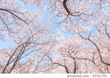 櫻花盛開 85501703