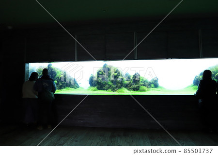 Sumida Aquarium: Panorama tank in the natural waterscape area Sumida Aquarium: Panorama tank in the natural waterscape area 85501737