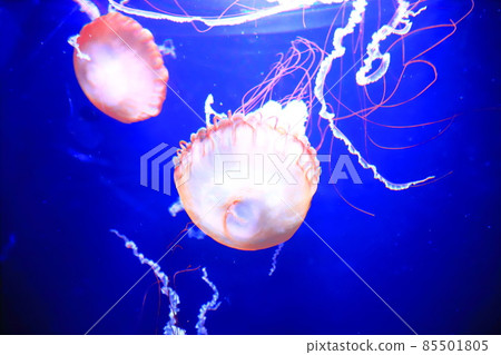 Sumida Aquarium Jellyfish Aquarium Pacific Sea Nettle Sumida Aquarium Jellyfish Aquarium Pacific Sea Nettle 85501805