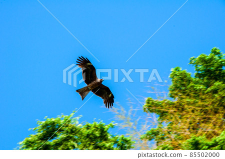 Michinoku Coastal Trail, Shizugawa, Minamisanriku-cho, Kijiri River Estuary, an eagle that swirls over the sky Michinoku Coastal Trail, Shizugawa, Minamisanriku-cho, Kijiri River Estuary, an eagle that swirls over the sky 85502000