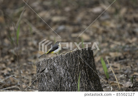 Gray wagtail perching on a stump 85502127