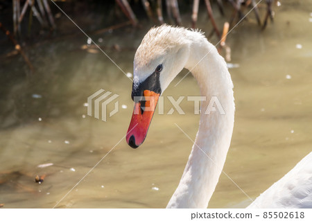 Portrait of a graceful white swan with long neck on blue water background. Portrait of a graceful white swan with long neck on blue water background. 85502618