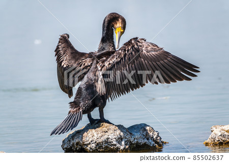 Great cormorant, Phalacrocorax carbo, sits on stone and dries its wings on the wind. 85502637