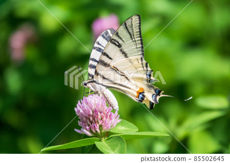 Beautiful Butterfly Scarce Swallowtail, Sail Swallowtail, Pear-tree Swallowtail, Podalirius. Latin name Iphiclides podaliriu. Butterfly collects nectar on flower. 85502645
