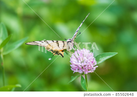 Beautiful Butterfly Scarce Swallowtail, Sail Swallowtail, Pear-tree Swallowtail, Podalirius. Latin name Iphiclides podaliriu. Butterfly collects nectar on flower. Beautiful Butterfly Scarce Swallowtail, Sail Swallowtail, Pear-tree Swallowtail, Podalirius. Latin name Iphiclides podaliriu. Butterfly collects nectar on flower. 85502648