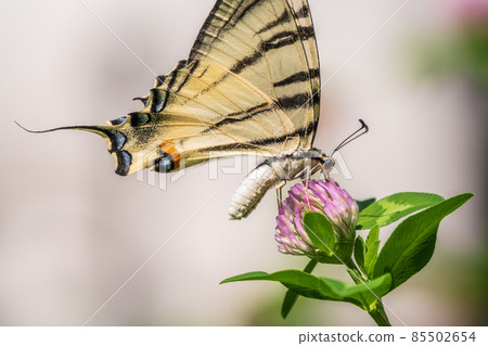 Beautiful Butterfly Scarce Swallowtail, Sail Swallowtail, Pear-tree Swallowtail, Podalirius. Latin name Iphiclides podaliriu. Butterfly collects nectar on flower. 85502654