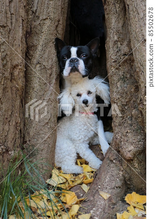 A cute Boston Terrier and a white toy poodle in a hole made in a giant ginkgo tree that is 700 years old. 85502678