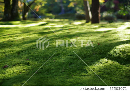 綠色苔蘚地毯上的陰影和落葉 綠色苔蘚地毯上的陰影和落葉 85503071