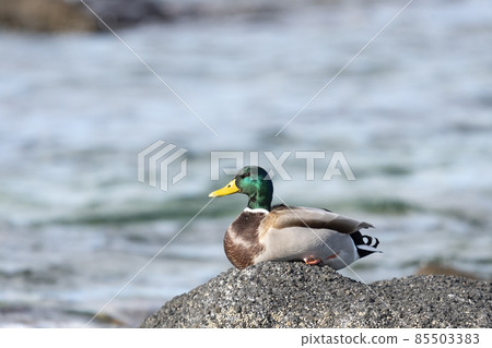 Mallard Mallard 85503383