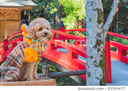 Tiger costume and dog Tiger costume and dog 85503477